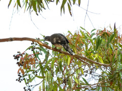 Streptopelia chinensis