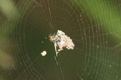 Cyclosa confusa