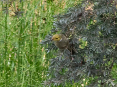 Ptilotula penicillata