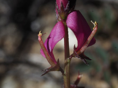 Indigofera humifusa