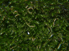 Hypnum resupinatum