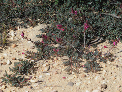 Indigofera humifusa