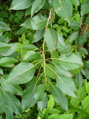 Populus longifolia