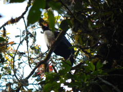 Oreophasis derbianus