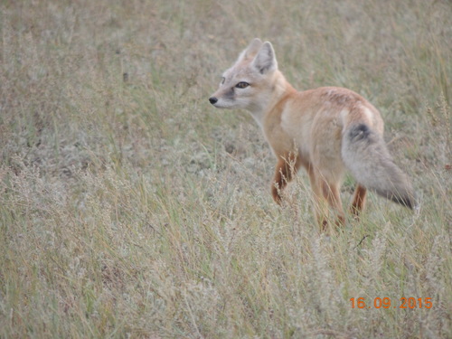 Corsac Fox