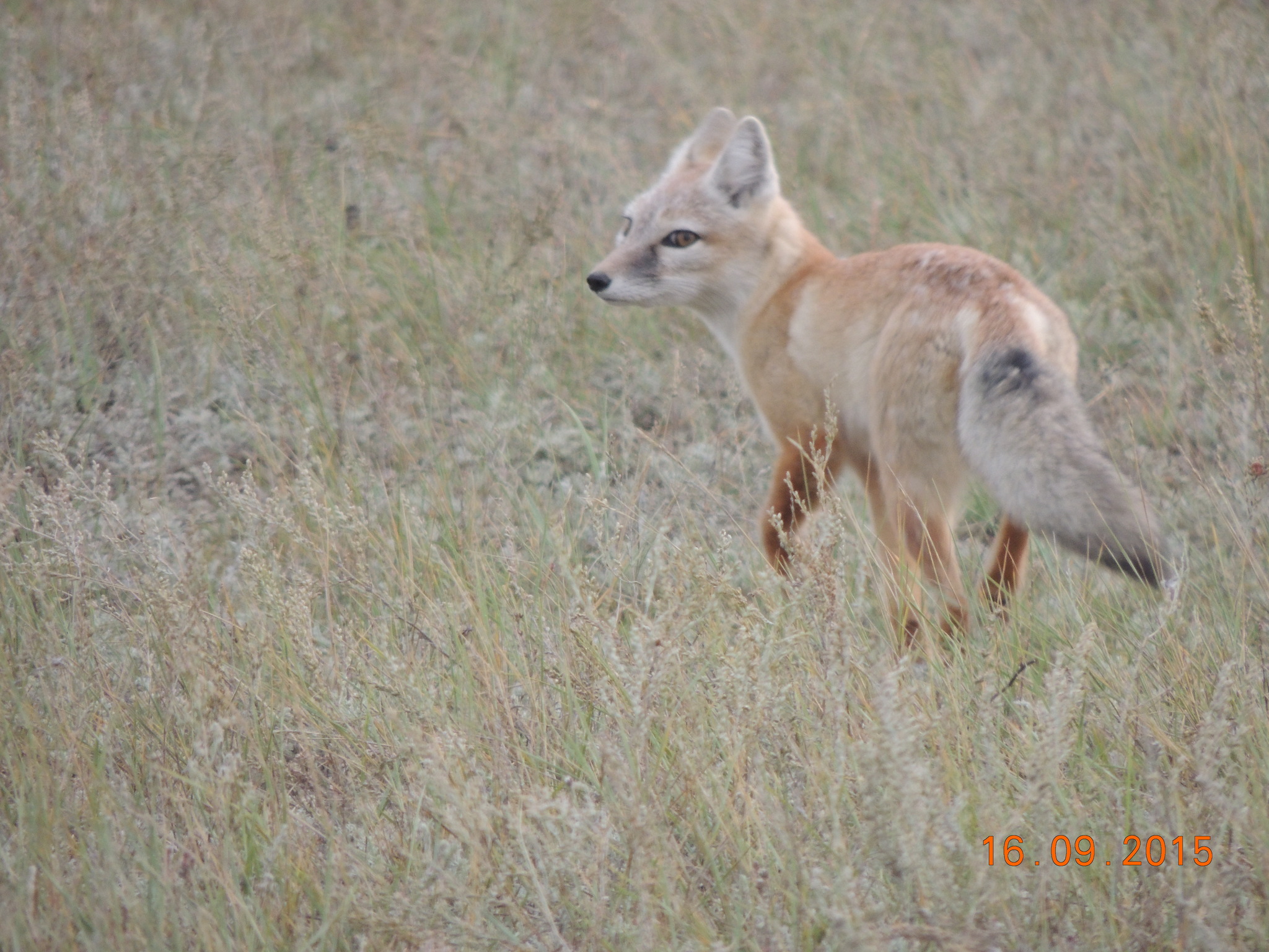 Corsac fox - Wikipedia