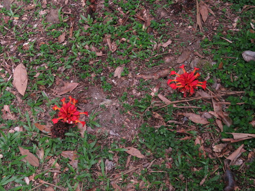 Etlingera coccinea (Etlingera coccinea)