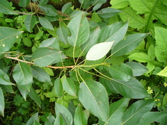 Populus longifolia