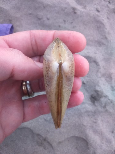 Mesodesma donacium