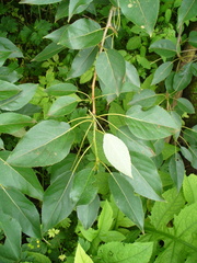 Populus longifolia