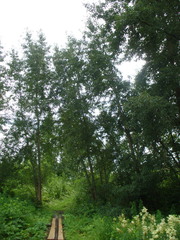 Populus longifolia