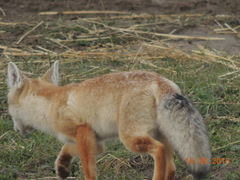 Vulpes corsac