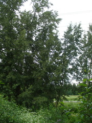 Populus longifolia