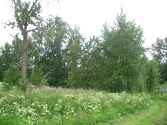 Populus longifolia