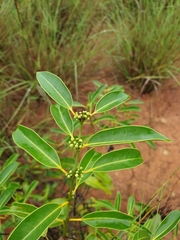 Salacia