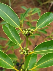Salacia