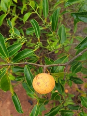 Salacia