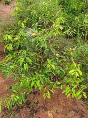 Salacia