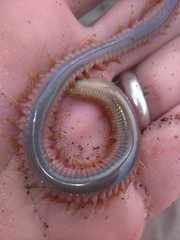 Phyllodocida