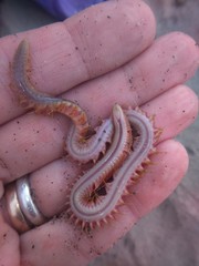 Phyllodocida