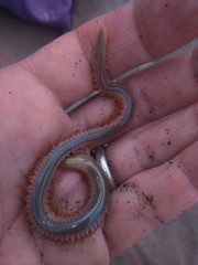 Phyllodocida