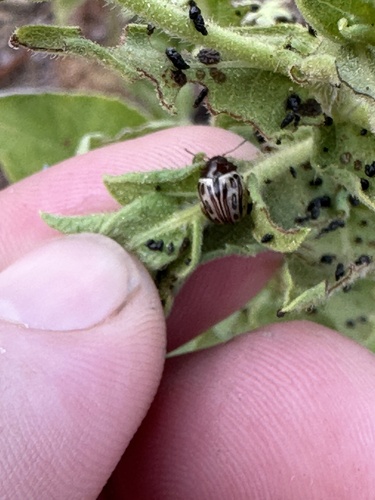 Camphorweed Chrysomelid photo 4