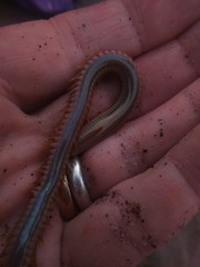 Phyllodocida