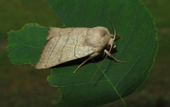 Charanyca trigrammica