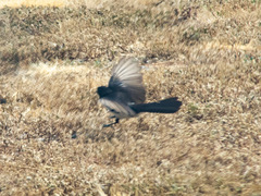 Rhipidura leucophrys