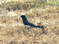 Rhipidura leucophrys