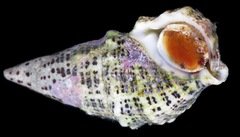 Cerithiidae