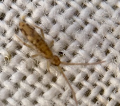 Entomobrya intermedia