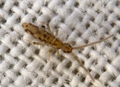 Entomobrya intermedia