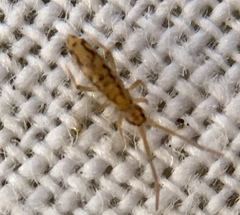 Entomobrya intermedia