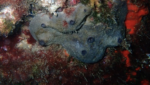 Ircinia oros
