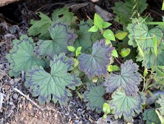 Pelargonium articulatum