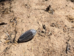 Julodinae