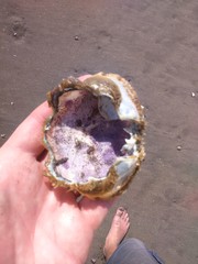 Ovalipes trimaculatus