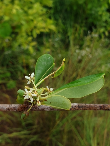 Erythroxylaceae image