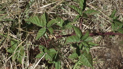 Rubus bergii