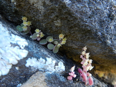 Crassula nemorosa