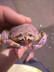 Pseudocorystes sicarius