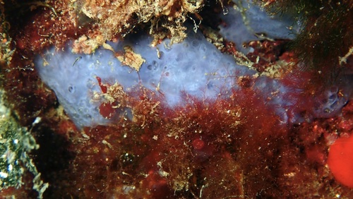 Phorbas tenacior