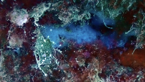 Phorbas tenacior