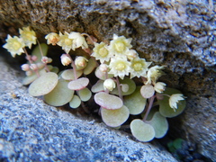 Crassula nemorosa
