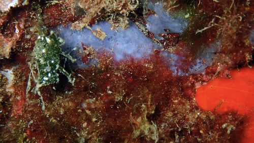 Phorbas tenacior