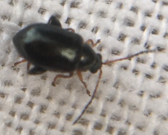Aphthona