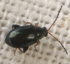 Aphthona