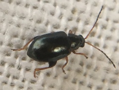 Aphthona