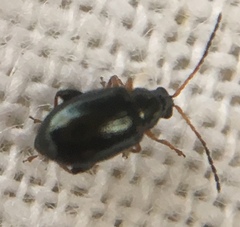 Aphthona